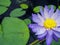 Topview beautiful purple waterlily or lotus flower with green leaf in pond