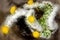 Topview of cactus Austrocylindropuntia with yellow blossoms, closeup