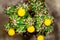 Topview of cactus Cereus Peruvianus Monstrosus with yellow blossoms, closeup