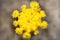 Topview of cactus Gymnocalycium mihanovichii or moon cactus, yellow blossom