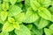 Topview, fresh green balm leaves, Melissa officinalis for homeopathy or natural remedy