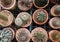 Topview of many cactus plant in pot