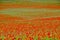 Topview of many red poppies in a large field of wilfdflowers in biodiversity in Germany