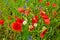 Topview of many red poppies in a large field of wilfdflowers in biodiversity in Germany