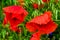 Topview of many red poppies in a large field of wilfdflowers in biodiversity in Germany