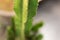 Topview shot of green cactus