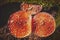 Topview of three big fly agaric on forest ground