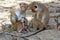 Toque macaque family