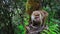 Toque macaque in jungle
