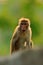 Toque macaque, Macaca sinica, monkey with evening sun. Macaque in nature habitat, Sri Lanka. Detail of monkey, Widlife scene from