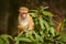 Toque macaque, Macaca sinica, monkey with evening sun. Macaque in nature habitat, Sri Lanka. Detail of monkey, Wildlife scene from