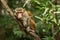 Toque macaque Macaca sinica monkeys are a group of Old World monkeys native to the Indian subcontinent, monkey sitting on tree