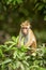 Toque macaque Macaca sinica monkeys are a group of Old World monkeys native to the Indian subcontinent, monkey sitting on tree