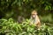 Toque macaque Macaca sinica monkeys are a group of Old World monkeys native to the Indian subcontinent, monkey sitting on tree