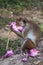 Toque macaque /moneky eating flower, Sri Lanka