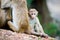 Toque macaque monkey baby in natural habitat in Sri Lanka