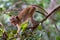 Toque macaque monkey climbs onto a slender tree trunk in the shade of the tropical rain forest