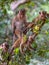 Toque macaque monkey climbs onto a slender tree trunk in the shade of the tropical rain forest,