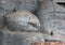 Toque Macaque monkeys sit on the Gal Vihara at the ancient site of Polonnaruwa in Sri Lanka.