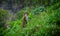 Toque macaque standing by two feet in a steep slope in a rainforest, a pack of monkeys climbing towards the top of the mountain