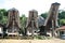 Toraja houses