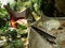 Toraja traditional rock tombs