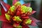 Torch ginger, etlingera elatior flowers family zingiberaceae