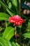 Torch Ginger Flower