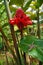 Torch ginger flower with wandering spider on leaf