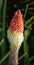 Torch lily