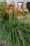 Torch Lily from Huntington botanical garden Pasadena California