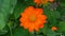 Torch Mexican sunflower Tithonia rotundifolia, blooming