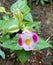 Torenia fournieri, the bluewings or wishbone flower