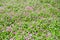 Torenia fournieri flower blooming in field plant