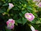 Torenia fournieri linden flowers