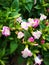 Torenia fournieri linden flowers