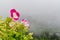 Torenia Fournieri, wishbone flower in the mist