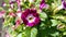Torenia fournieri / Wishbone flower plant
