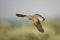 Torenvalk, Common Kestrel, Falco tinnunculus