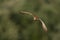 Torenvalk, Common Kestrel, Falco tinnunculus