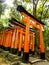 Tori gates at Fushimi Inari shrine