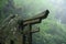 Torii gate in Fushimi Inari