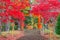 Torii gate to chureito pagoda in autumn