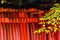 Torii gates of the Fushimi Inari shinto shrine in Kyoto
