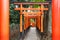 Torii at Nezu shrine