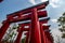 Torii tunnel in Hinoki land