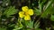 Tormentil or septfoil Potentilla erecta flower macro, selective focus, shallow DOF