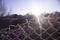 Torn fence of metal mesh covered with frost. The sun shines early in the morning on the frozen grid.