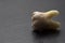 Torn human tooth on a black background