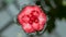 Torn Japanese camellia flower floating on the water surface. Long width banner